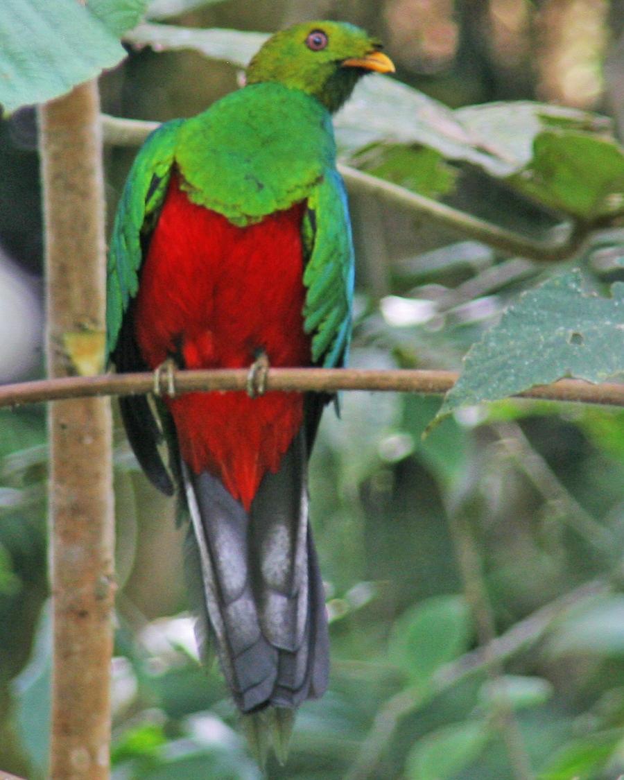 Crested Quetzal Photo by Mokie Visser