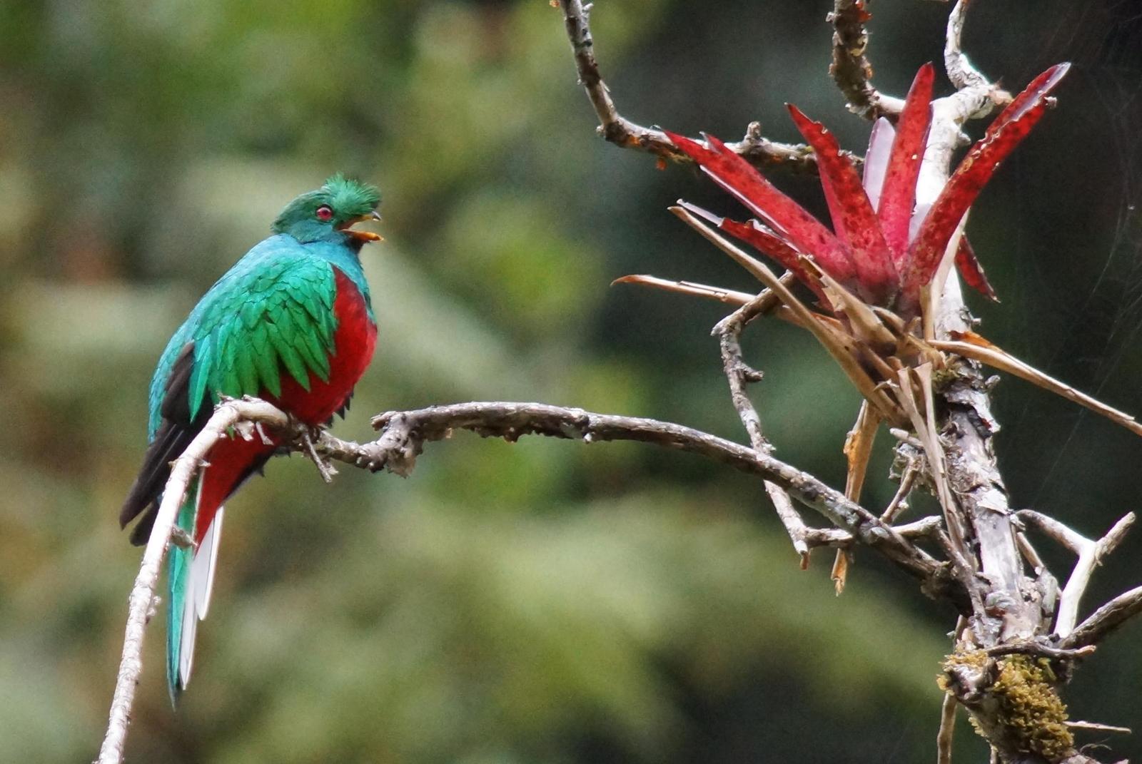 Crested Quetzal Photo by Robin Oxley