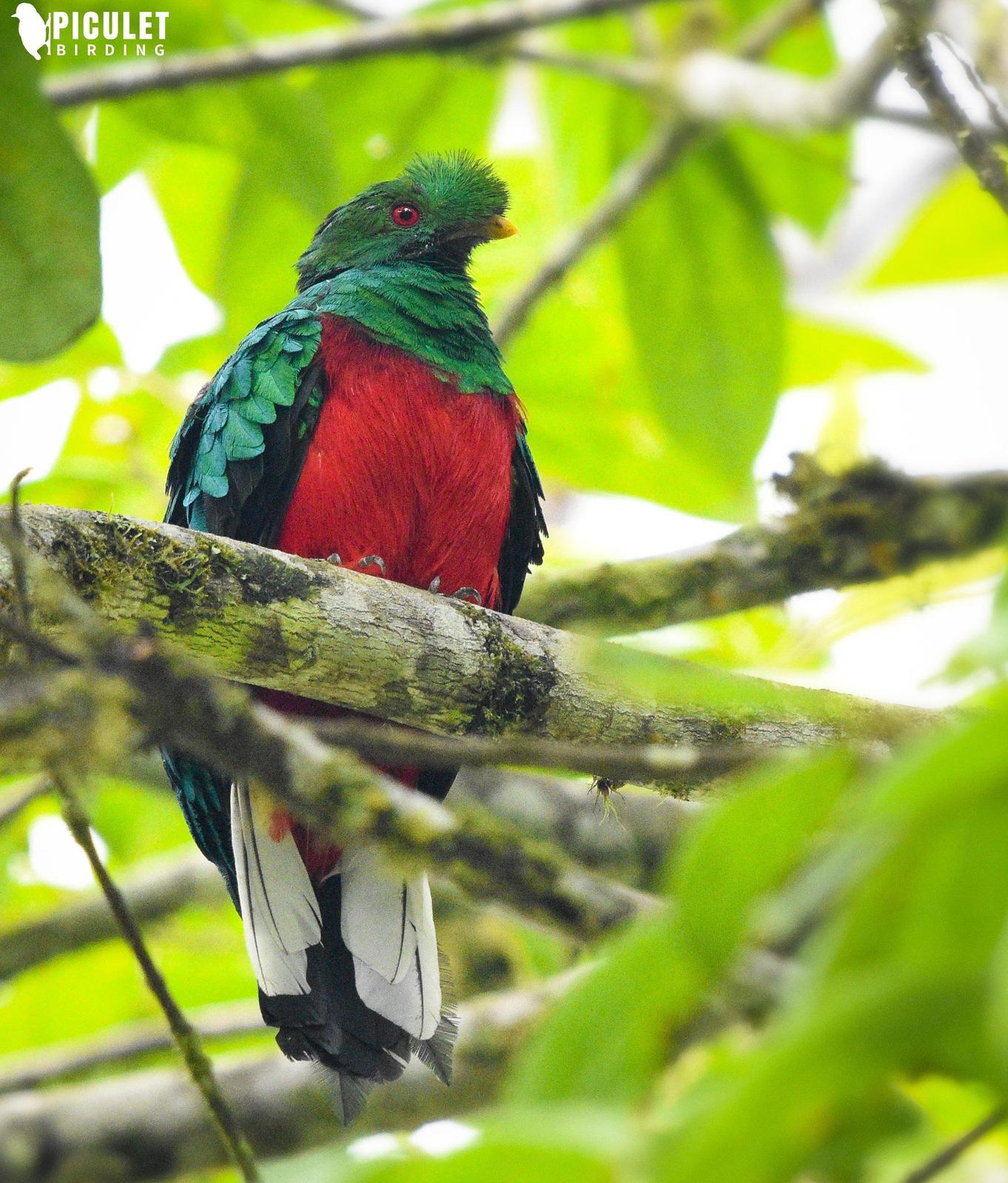 Crested Quetzal Photo by Julio Delgado