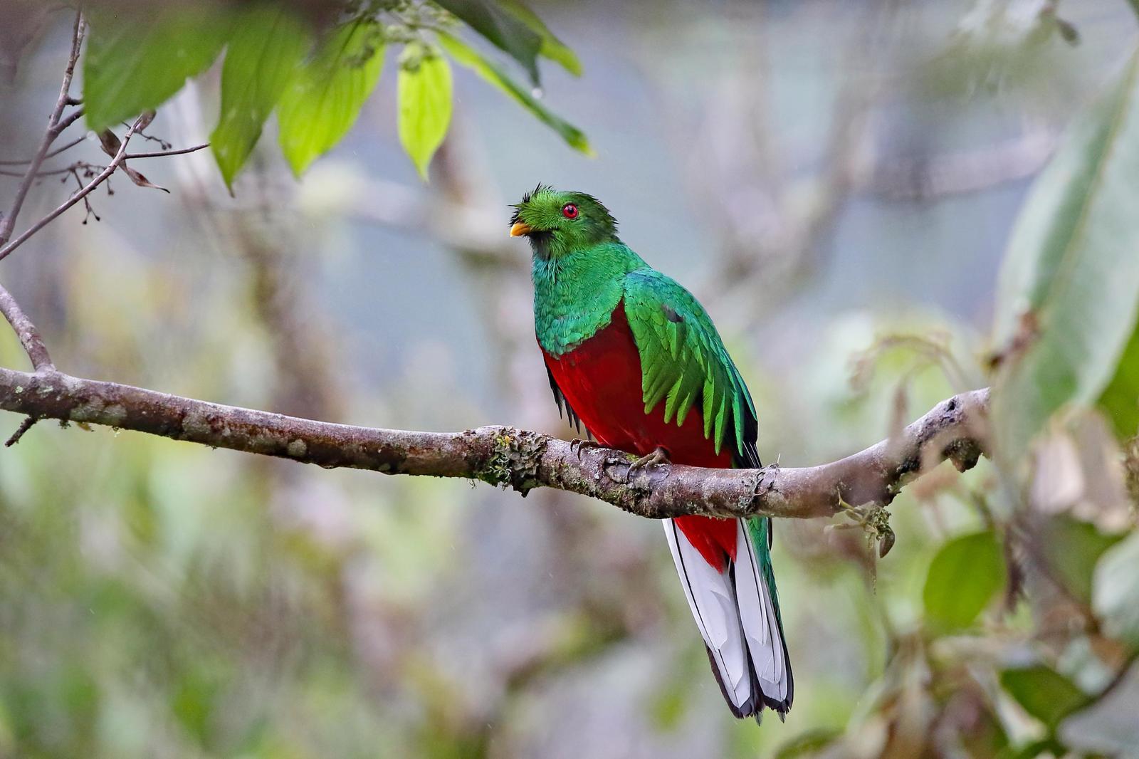Crested Quetzal Photo by William Supulski