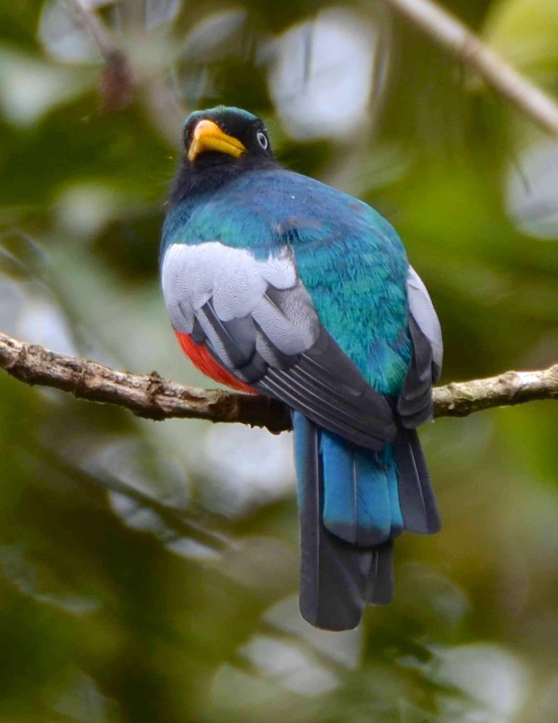 Blue-tailed Trogon Photo by Andrew Pittman