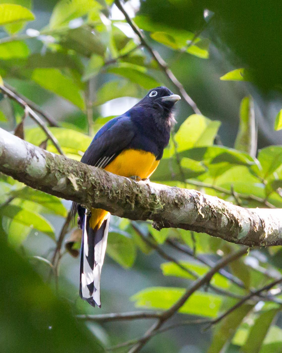 White-tailed Trogon Photo by Kevin Berkoff
