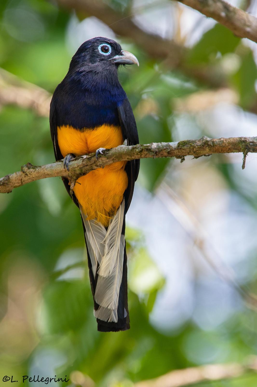 White-tailed Trogon Photo by Laurence Pellegrini