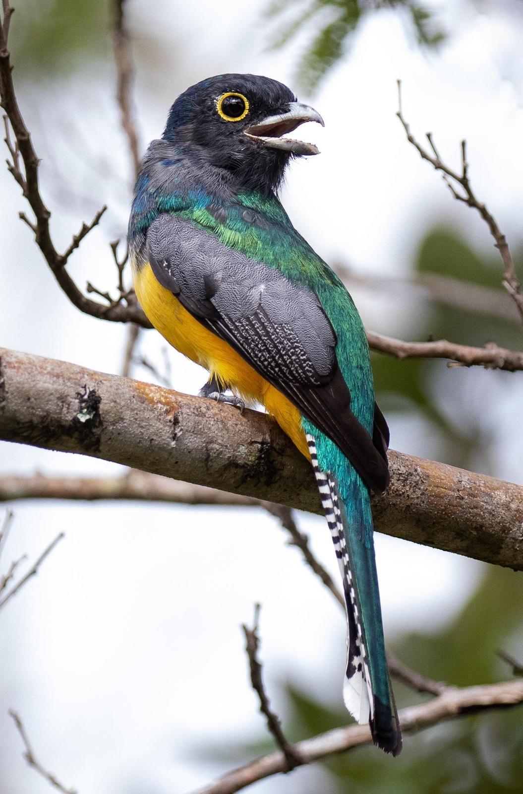 Gartered Trogon Photo by Kate Persons