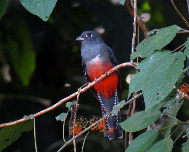 Blue-crowned Trogon Photo by Andre  Moncrieff