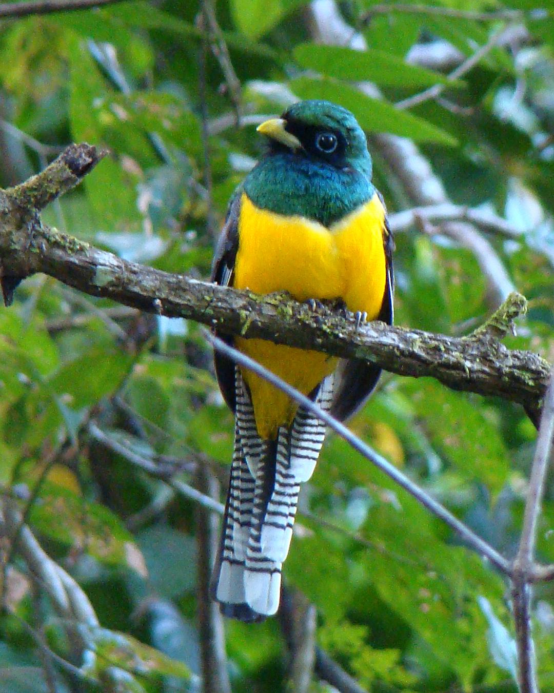 Black-throated Trogon Photo by Robert Behrstock