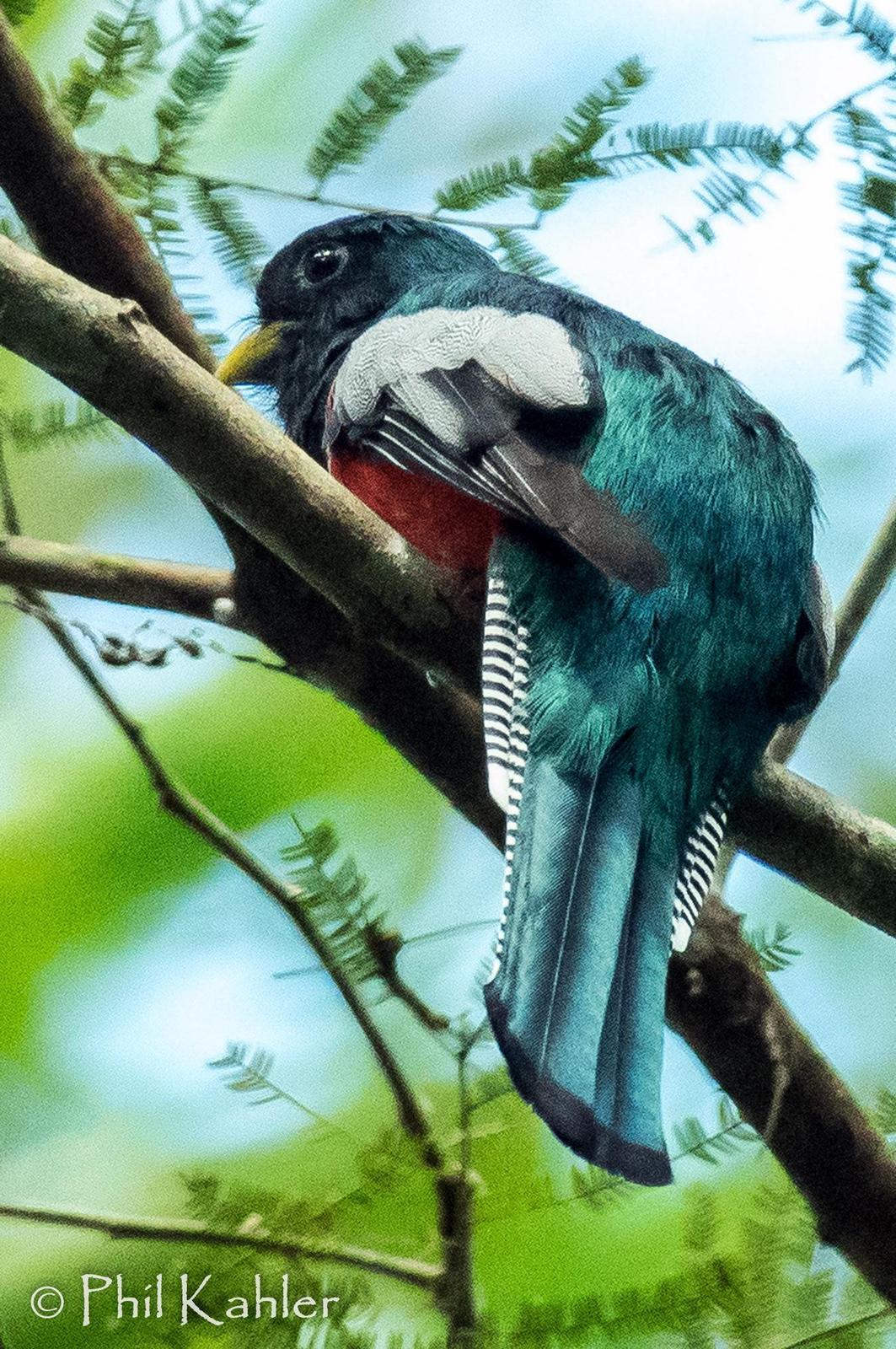 Collared Trogon Photo by Phil Kahler