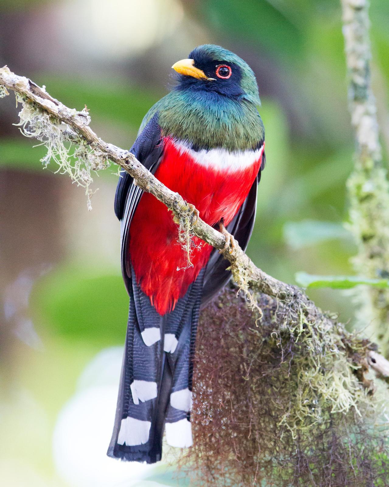 Masked Trogon Photo by Kevin Berkoff