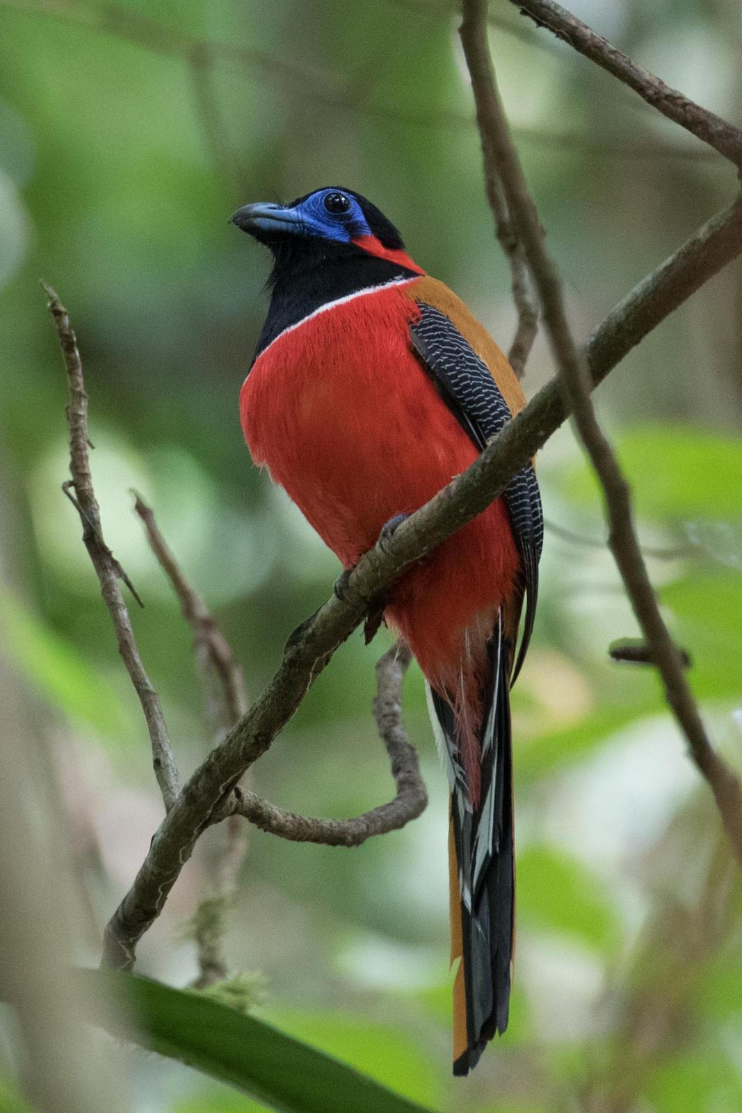 Red-naped Trogon Photo by Robert Lewis