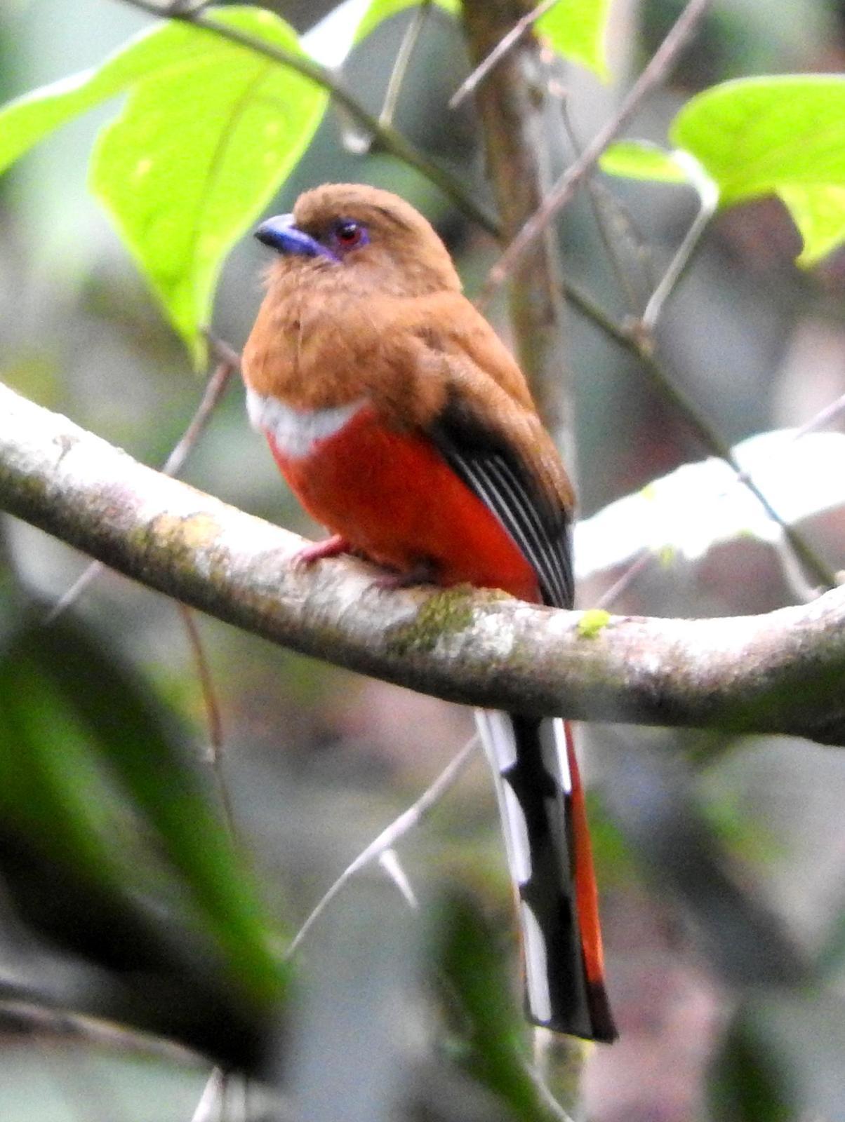 Red-headed Trogon Photo by Todd A. Watkins