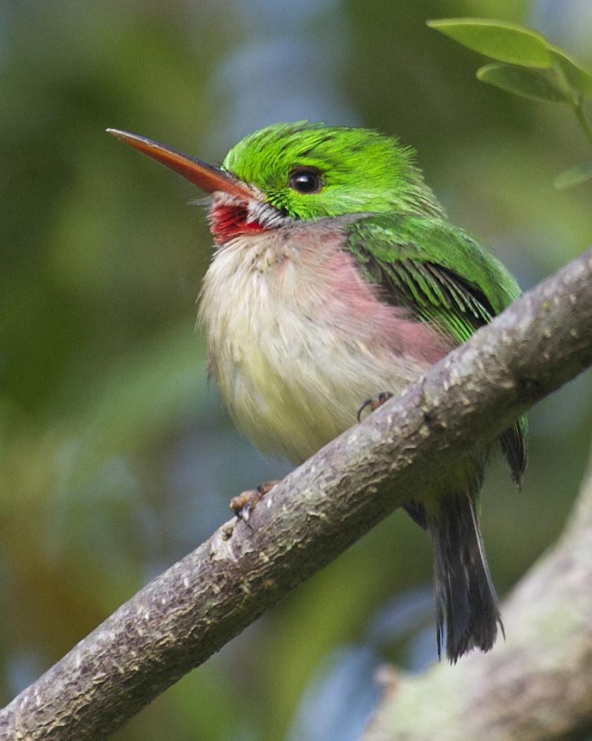 Broad-billed Tody Photo by Mitch Walters