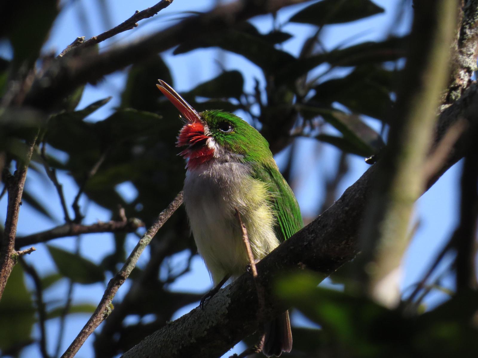 Puerto Rican Tody Photo by Bonnie Clarfield-Bylin