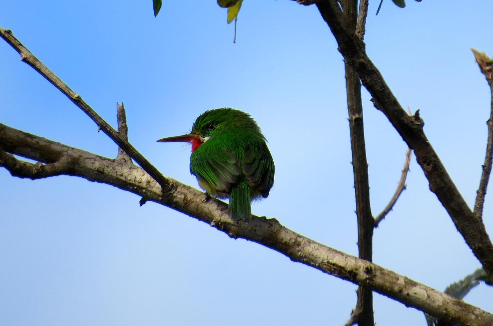 Puerto Rican Tody Photo by Ken Pinnow