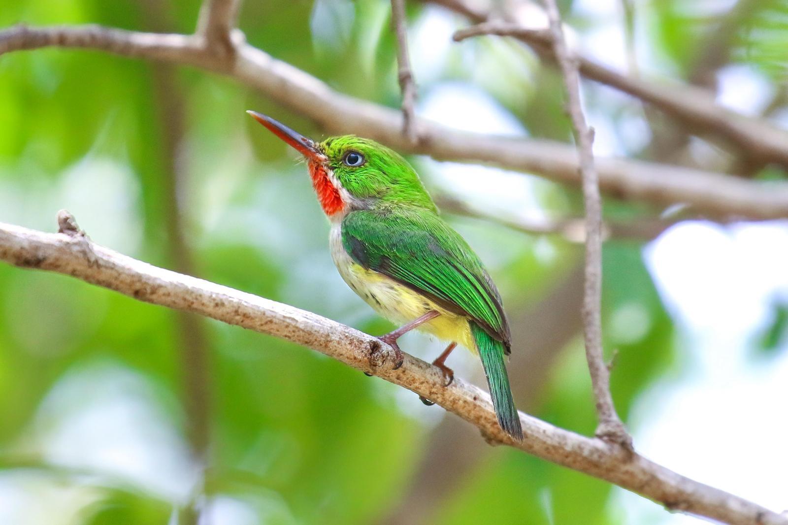 Puerto Rican Tody Photo by Tom Ford-Hutchinson