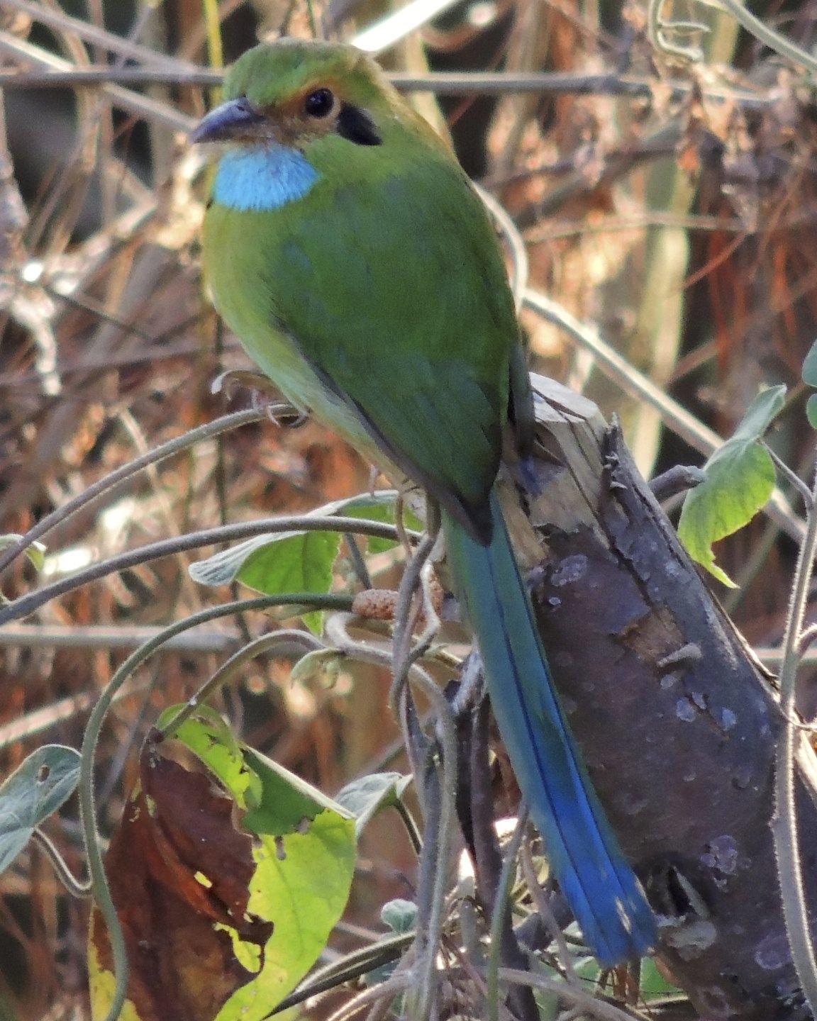Blue-throated Motmot Photo by Andres Duarte