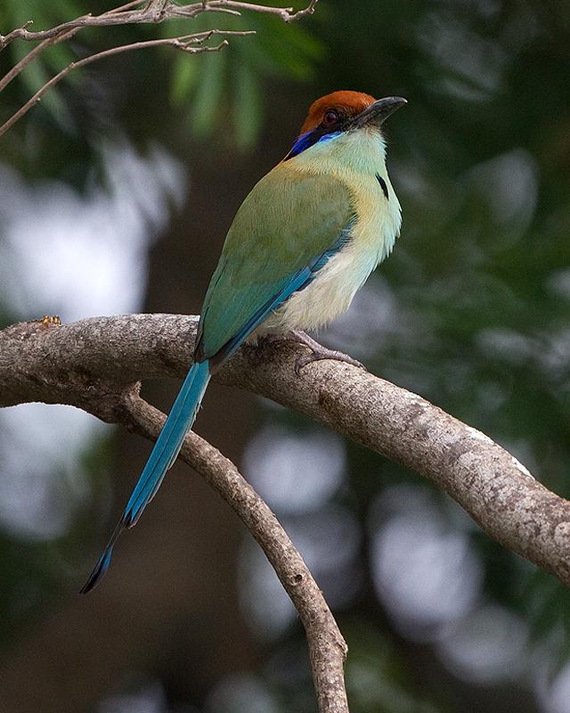 Russet-crowned Motmot Photo by Ryan Shaw