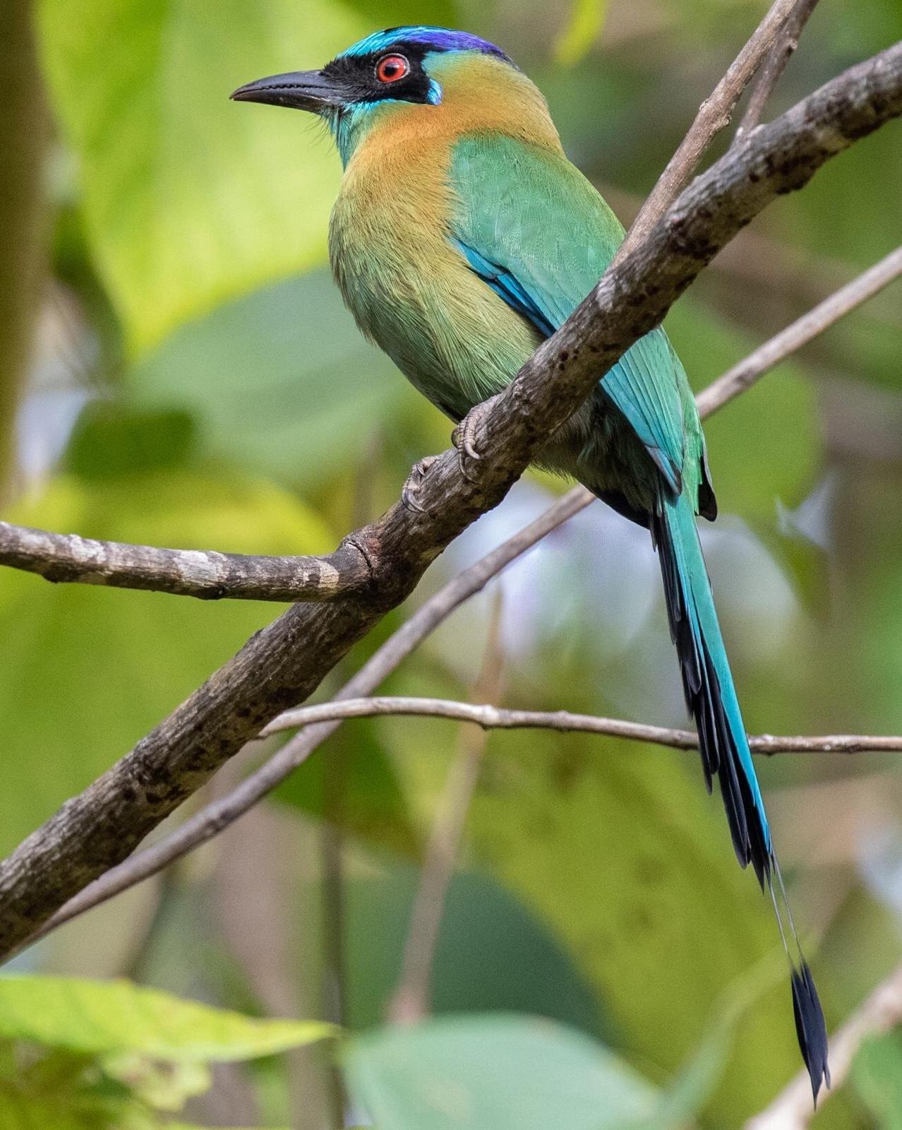 Lesson's Motmot Photo by Kate Persons