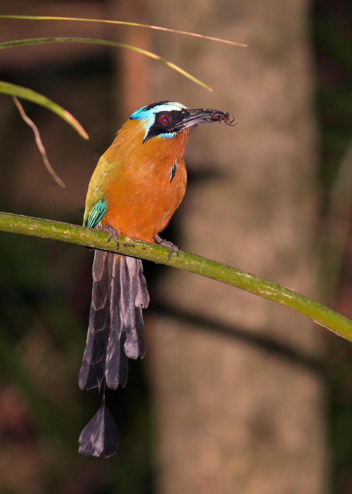 Trinidad Motmot Photo by Andre  Moncrieff