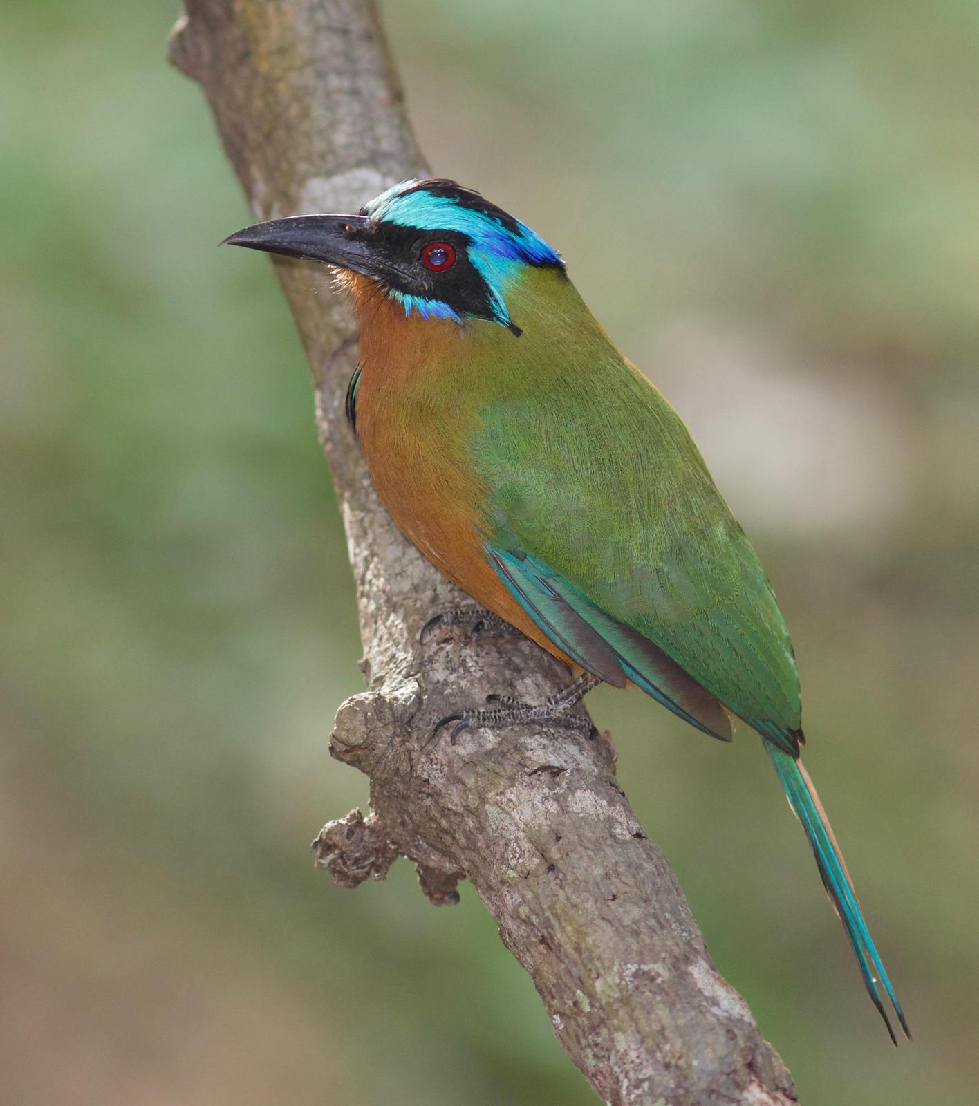 Trinidad Motmot Photo by Andre  Moncrieff