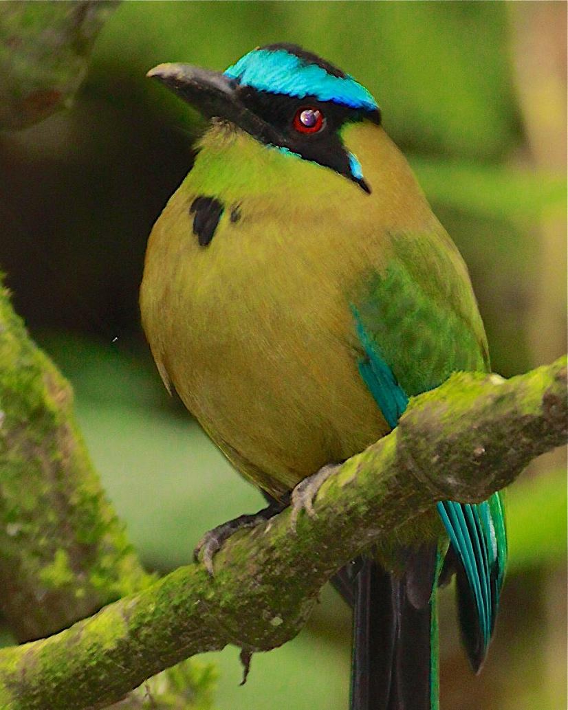 Andean Motmot Photo by Olivier Barden