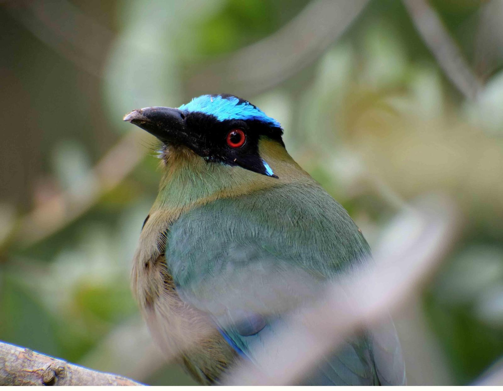 Andean Motmot Photo by Bob Hasenick