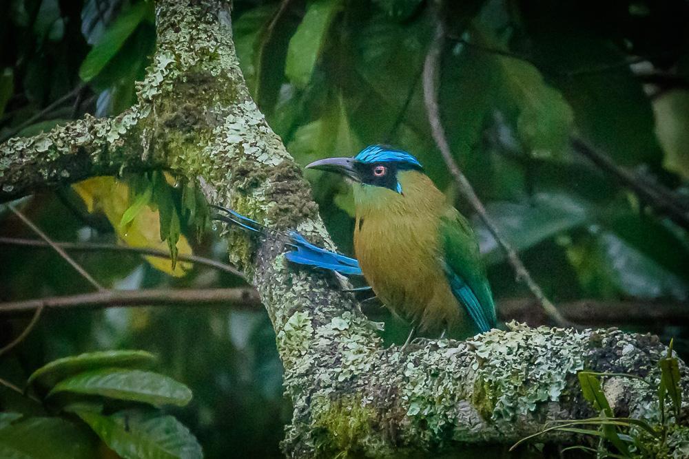 Andean Motmot Photo by Rolf Simonsson