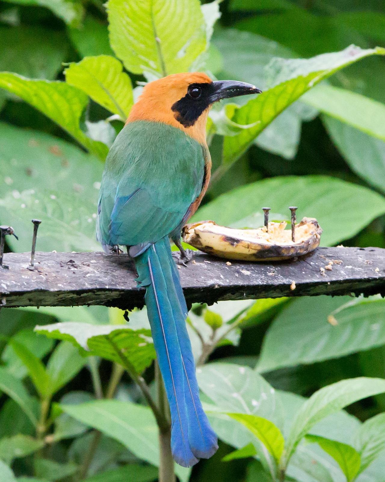 Rufous Motmot Photo by Kevin Berkoff