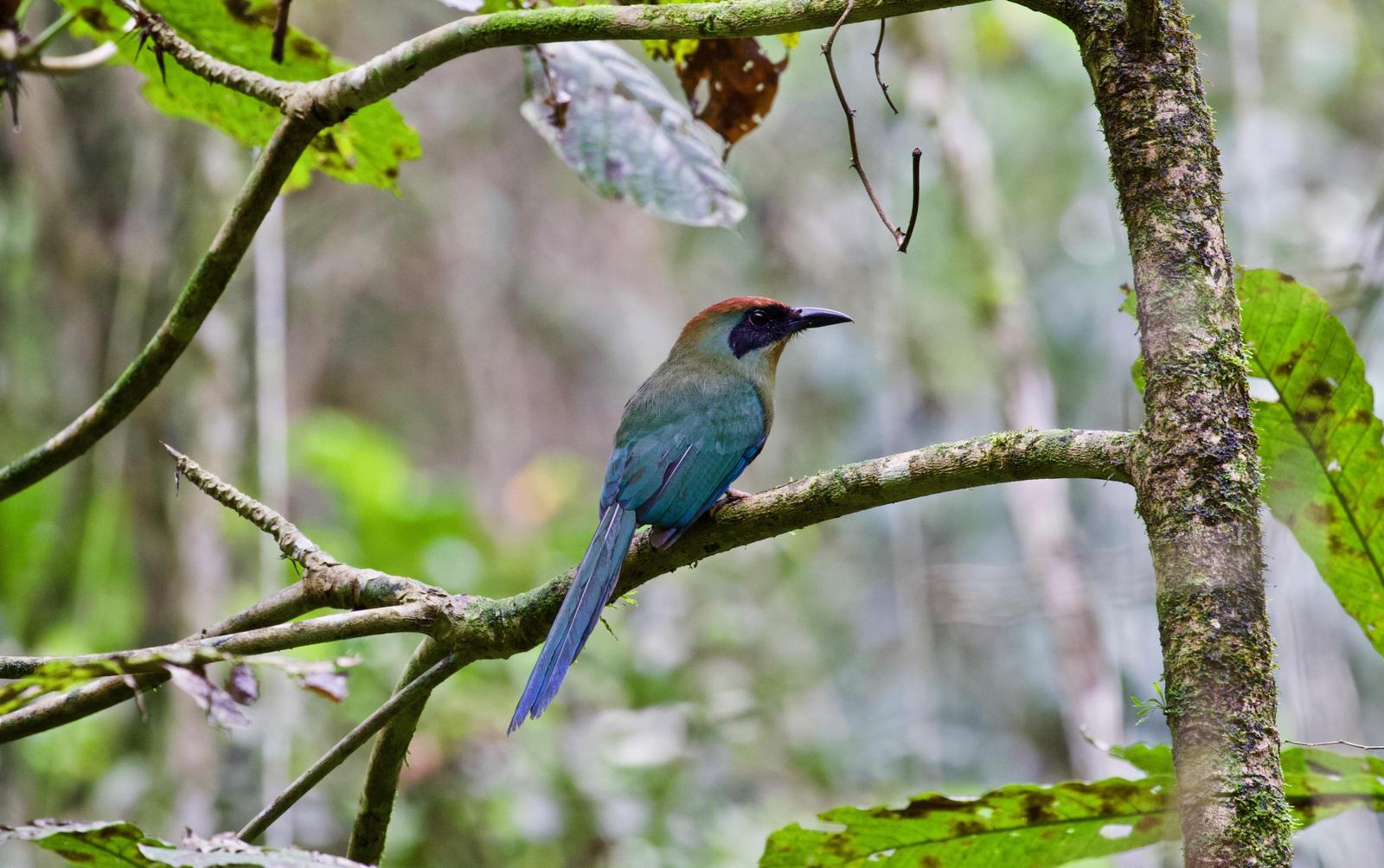 Rufous-capped Motmot Photo by  