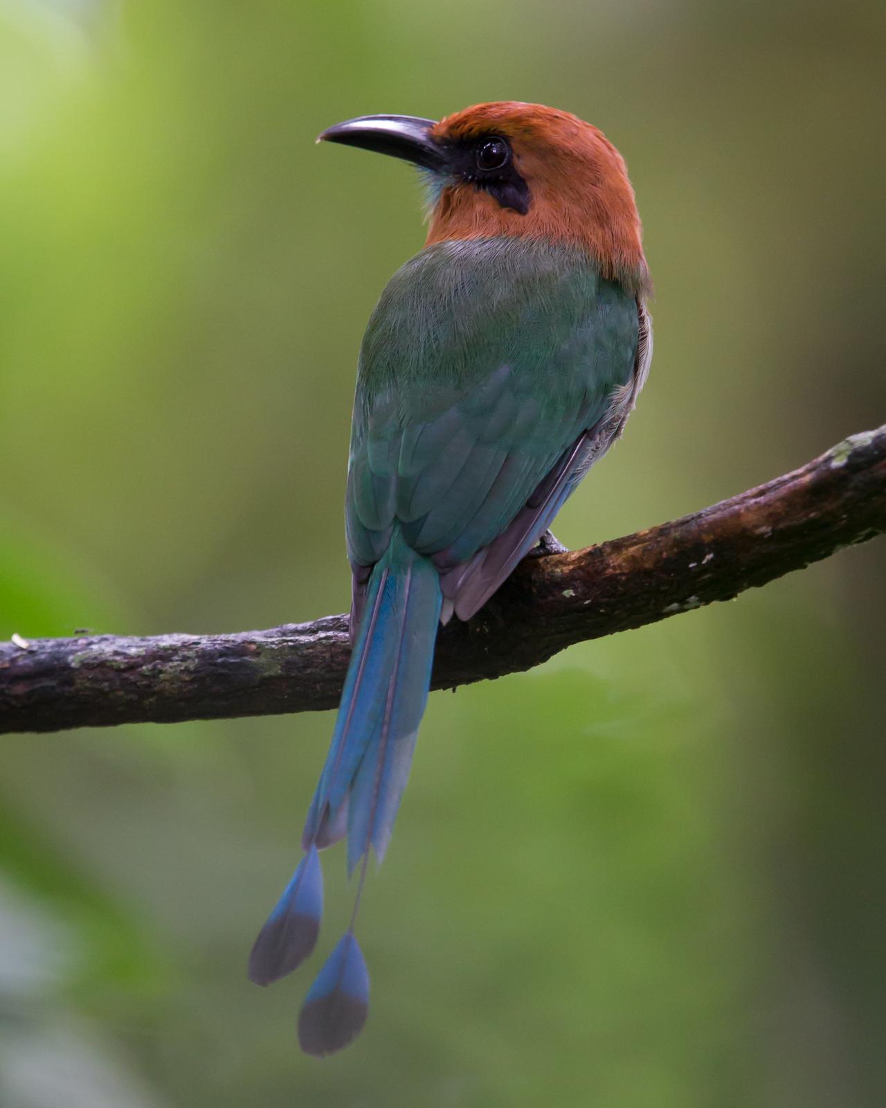 Broad-billed Motmot Photo by Kevin Berkoff