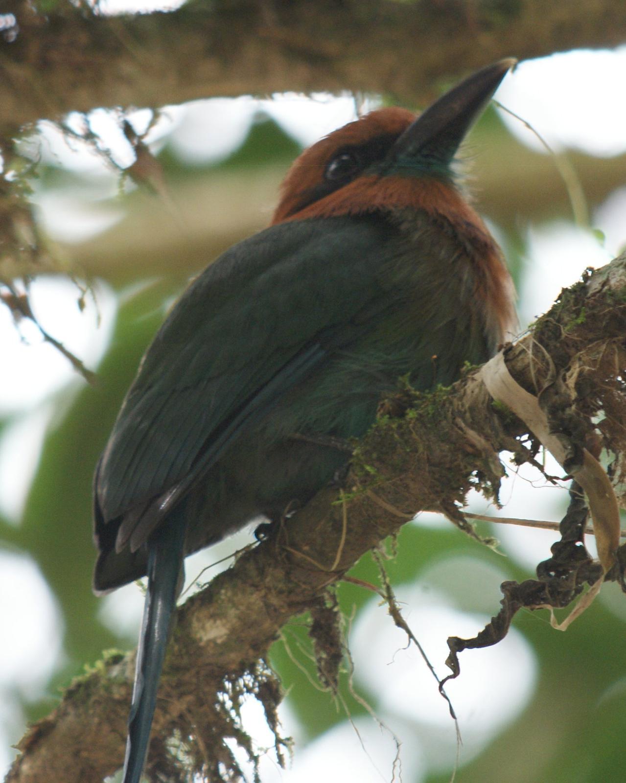 Broad-billed Motmot Photo by Robin Oxley