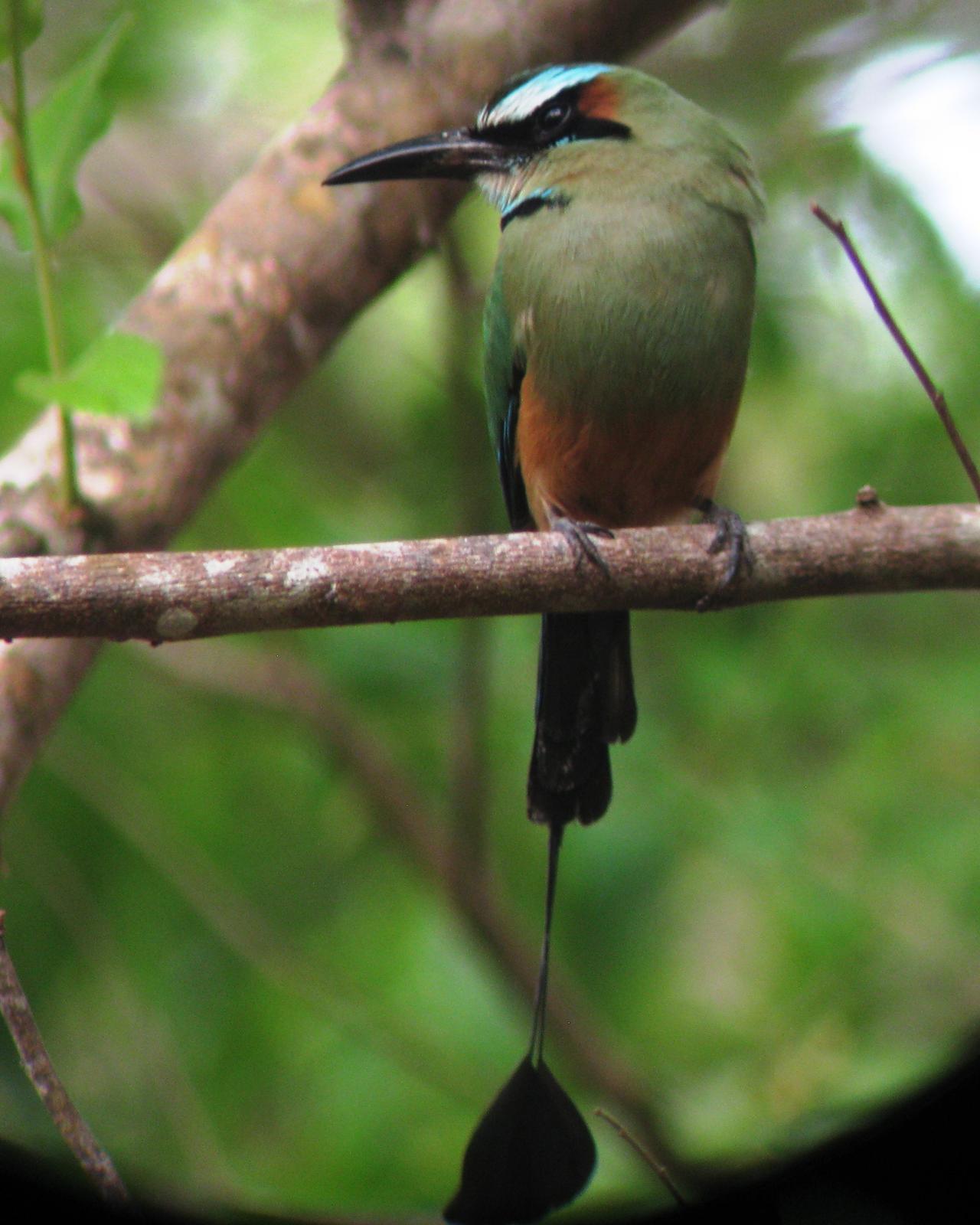 Turquoise-browed Motmot Photo by Bonnie Clarfield-Bylin
