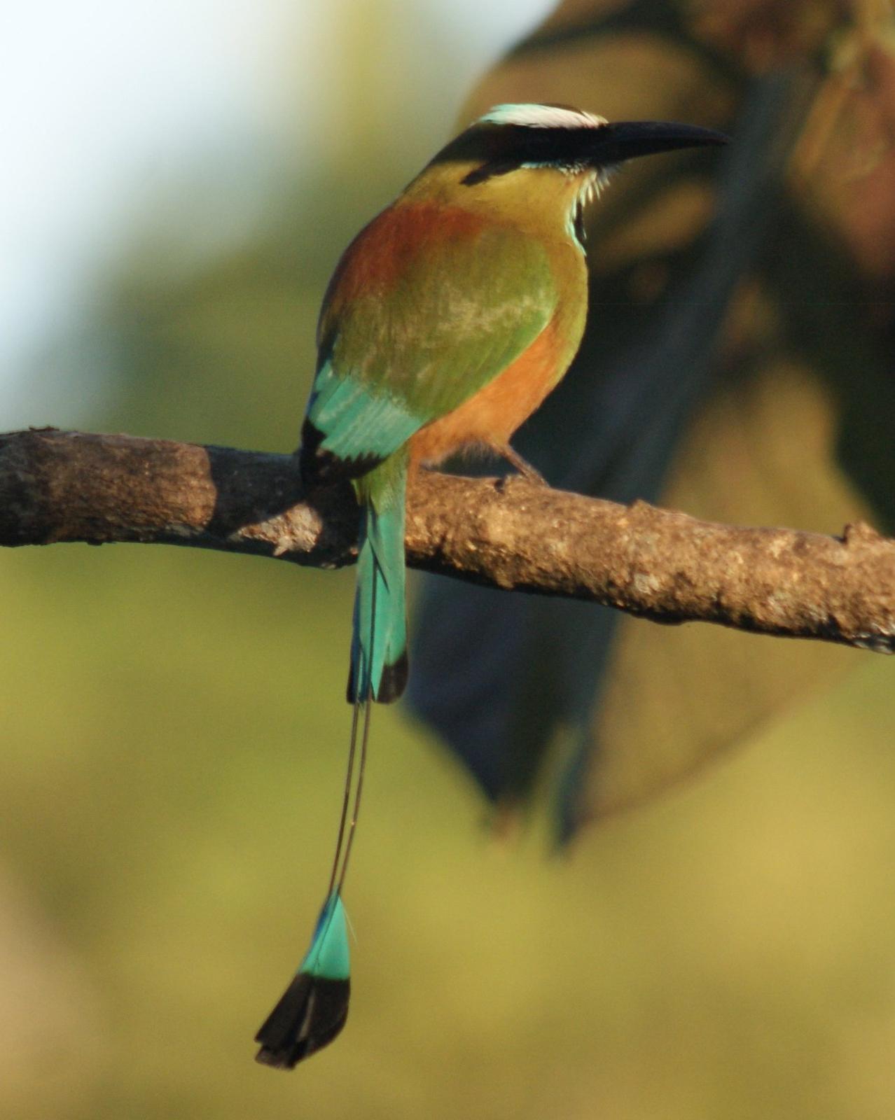 Turquoise-browed Motmot Photo by Robin Oxley