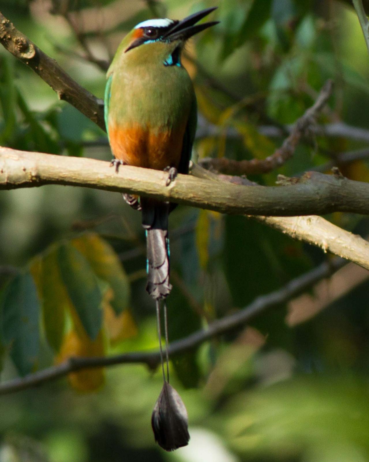 Turquoise-browed Motmot Photo by Jeff Gerbracht