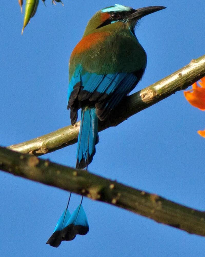 Turquoise-browed Motmot Photo by Jeff Gerbracht