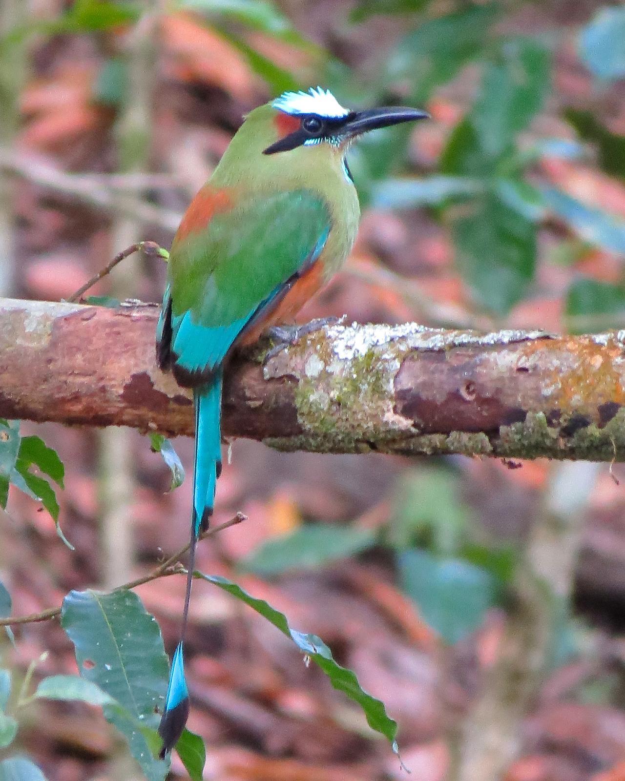 Turquoise-browed Motmot Photo by Drew Weber