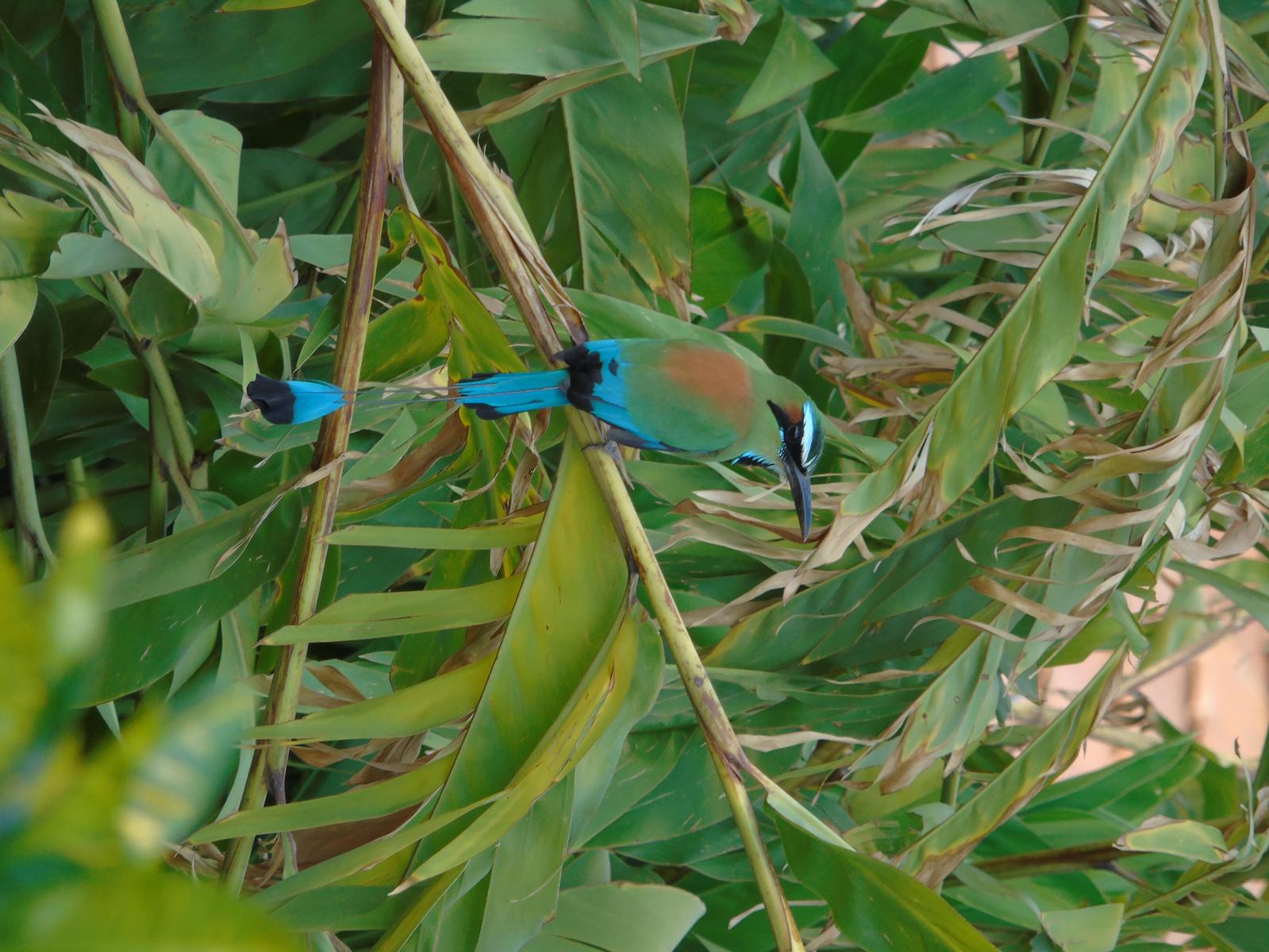 Turquoise-browed Motmot Photo by Chris Allen