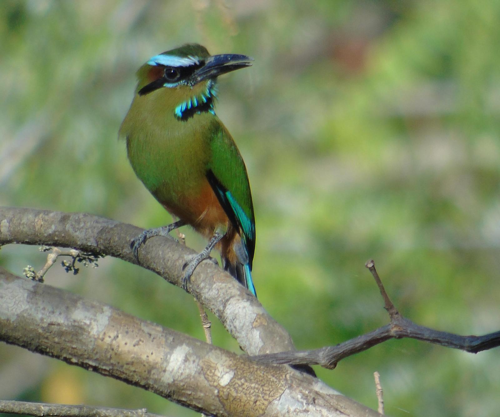 Turquoise-browed Motmot Photo by Chris Allen