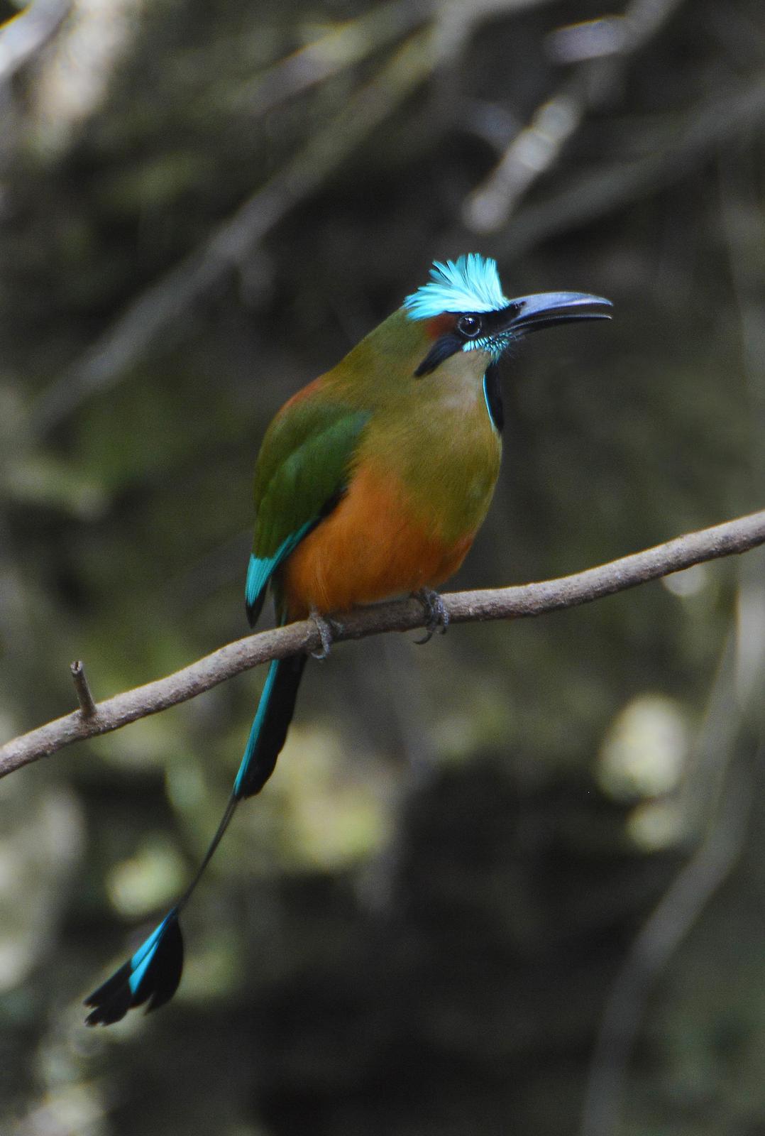 Turquoise-browed Motmot Photo by Peter Barrett