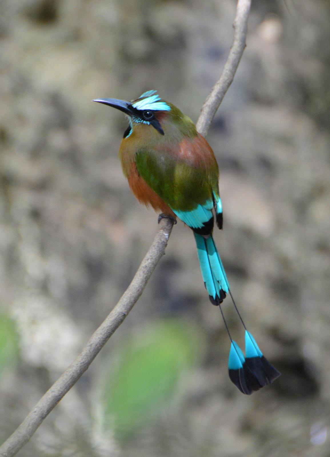 Turquoise-browed Motmot Photo by Peter Barrett