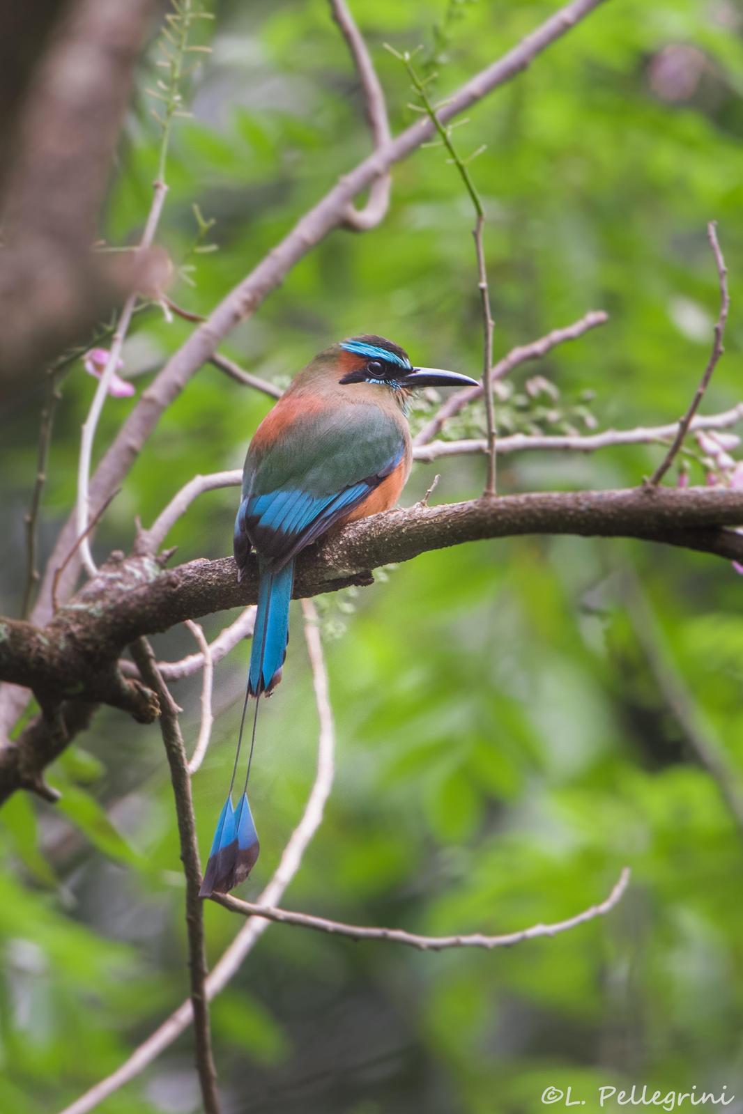 Turquoise-browed Motmot Photo by Laurence Pellegrini