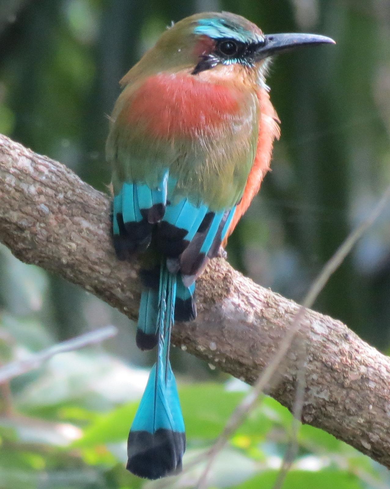 Turquoise-browed Motmot Photo by Oliver Komar