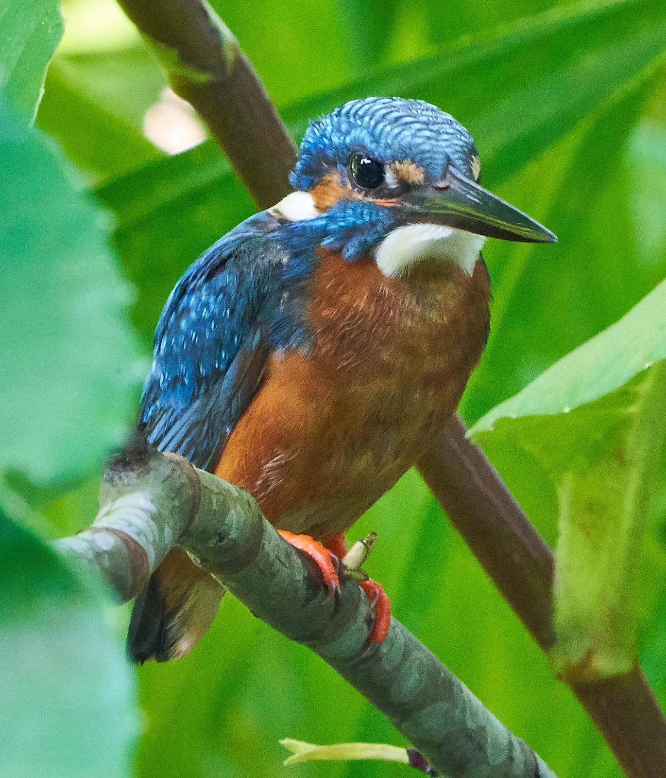 Common Kingfisher Photo by Steven Cheong