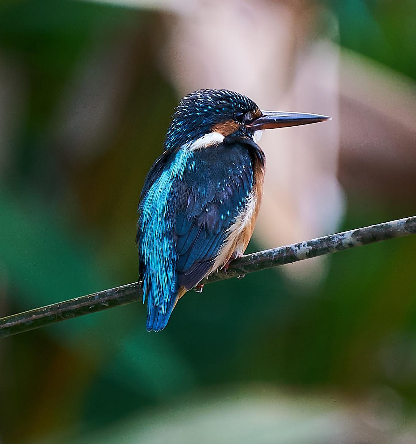 Common Kingfisher Photo by Steven Cheong