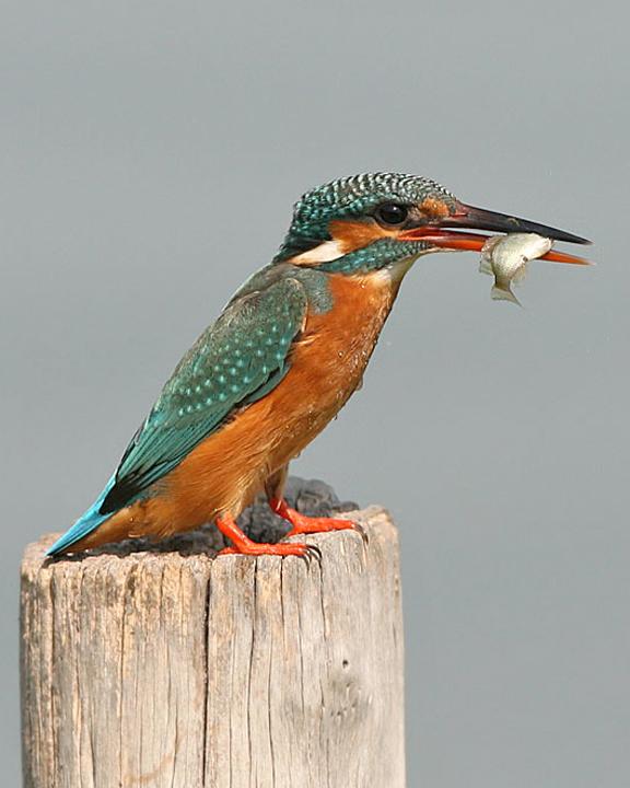 Common Kingfisher Photo by Peter Ericsson