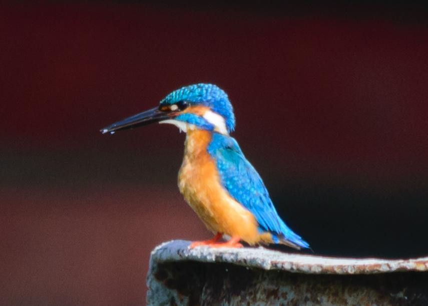 Common Kingfisher Photo by Keshava Mysore