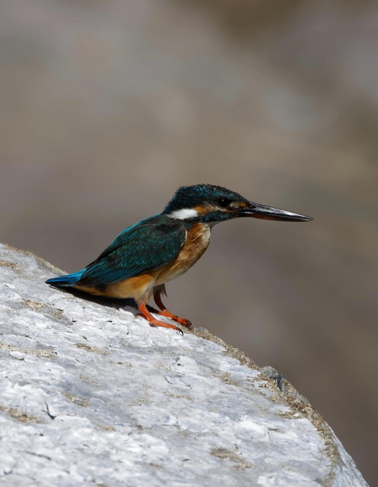 Common Kingfisher Photo by Robert Cousins