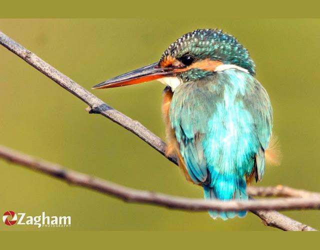 Common Kingfisher Photo by Zagham Awan