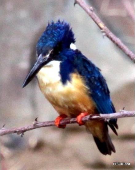 Half-collared Kingfisher Photo by Frank Gilliland