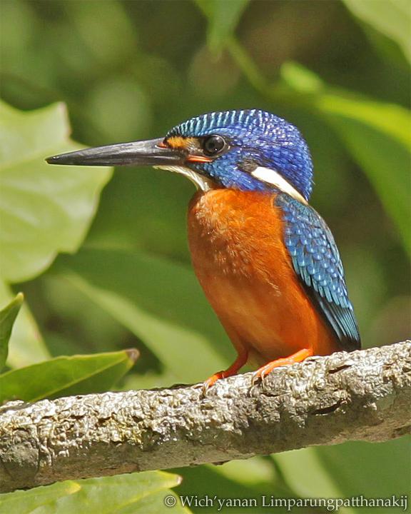 Blue-eared Kingfisher Photo by Wich'yanan Limparungpatthanakij