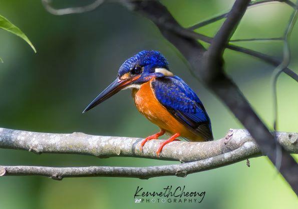 Blue-eared Kingfisher Photo by Kenneth Cheong